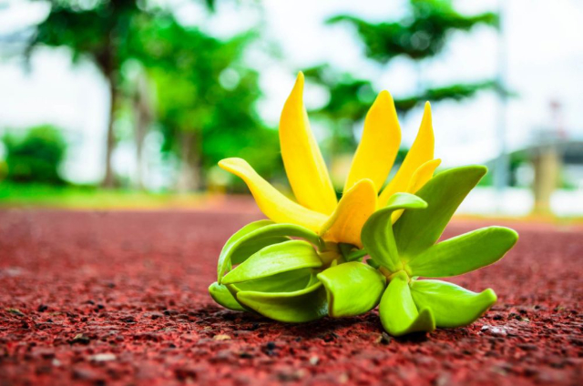 Essenze di ylang-ylang - Nosy Be | Secret World Trip Planner