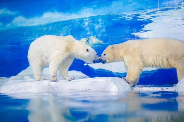 Qingdao Polar Ocean Park - Qingdao | Secret World Trip Planner