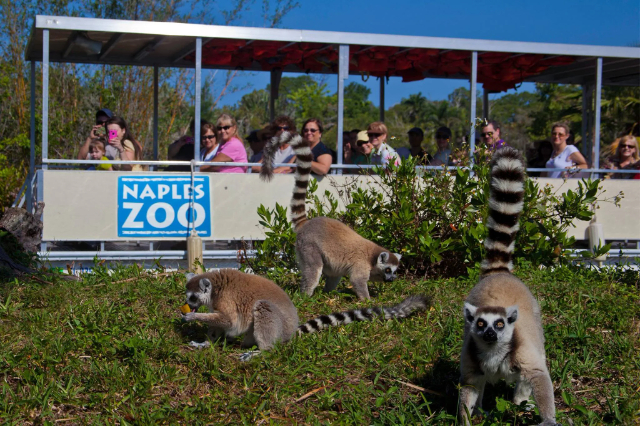Naples Zoo at Caribbean Gardens - Naples | Secret World Trip Planner