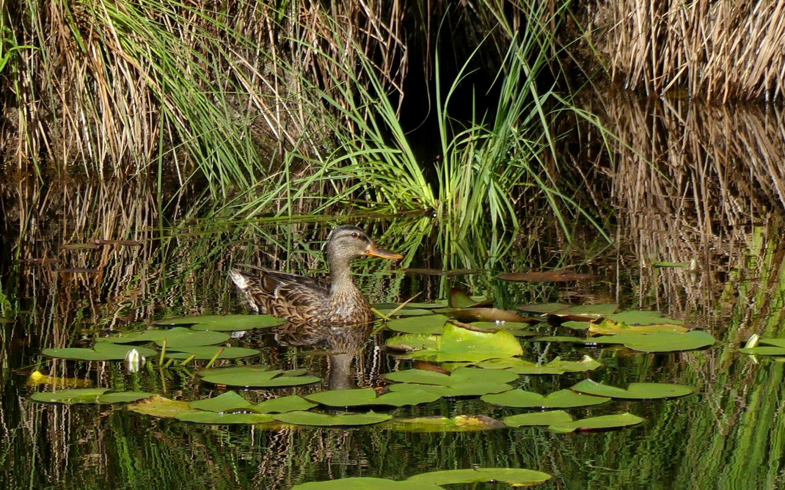 Parco dei Lagoni di Mercurago - Provincia di Novara | Secret World Trip Planner