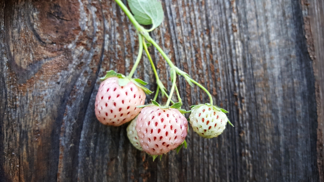 La fragola bianca cilena - Contulmo | Secret World Trip Planner