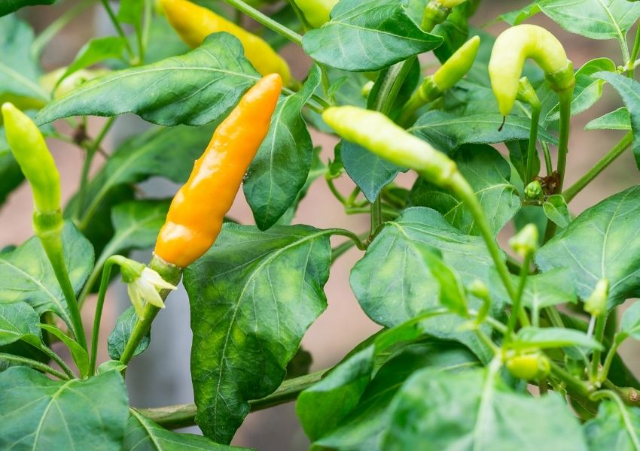 The Datil pepper's - St. Augustine | Secret World Trip Planner