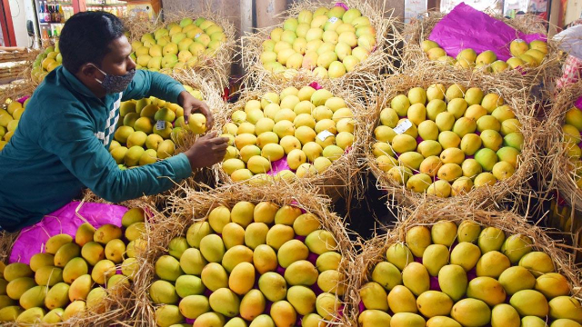 Alphonso mangoes - Devgad | Secret World Trip Planner