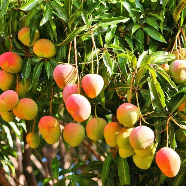 Alphonso mangoes - Devgad | Secret World Trip Planner
