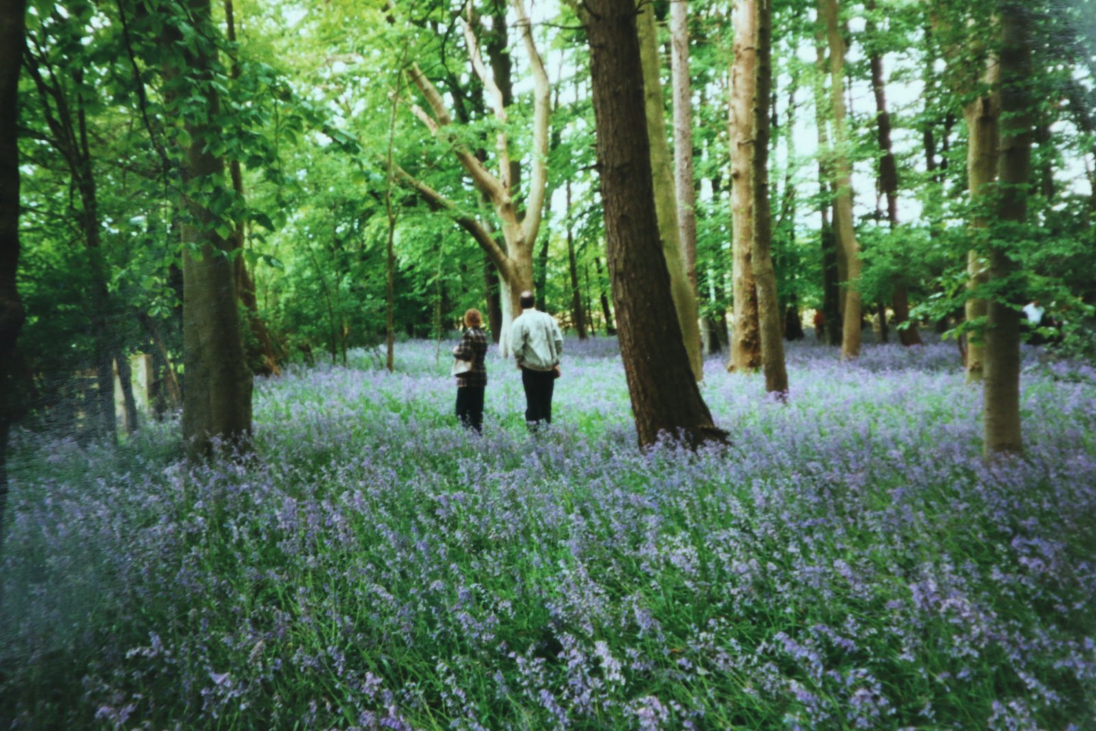Coton Manor: Bluebells, wildflowers and birds - Coton | Secret World Trip Planner