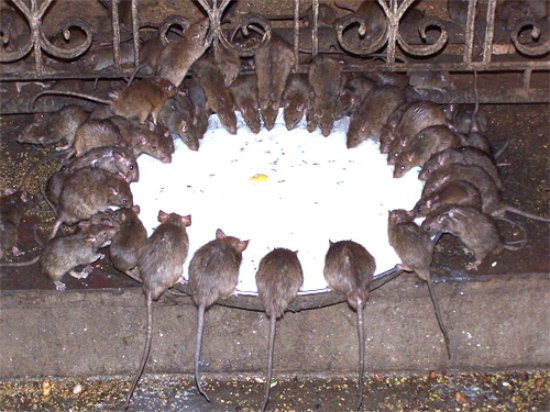 Temple de Karni Mata - Bikaner | Secret World Trip Planner