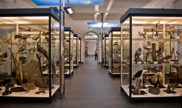 Musée d'histoire naturelle - Frankfurt am Main | Secret World Trip Planner