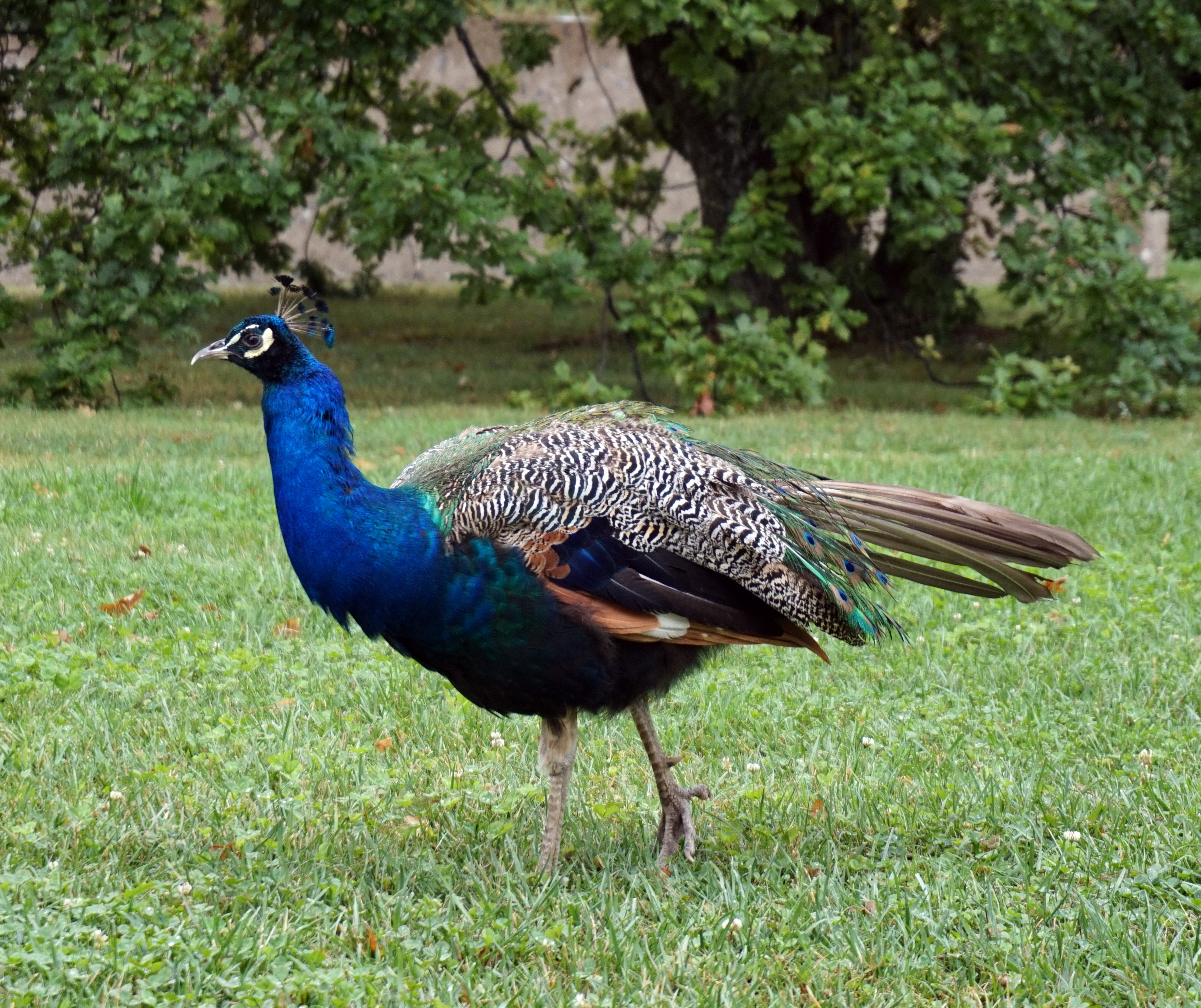 Geneve: O Conservatorio e Xardíns Botánicos - Ginevra | Secret World Trip Planner
