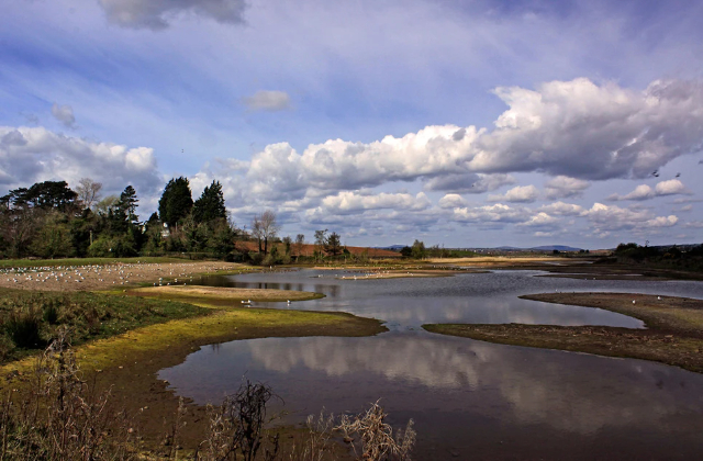 Merveille de la vie sauvage de Castle Espie - Comber | Secret World Trip Planner