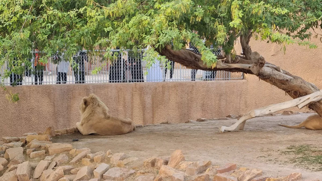 Zoo de Riyad : un voyage dans la nature et l'émerveillement - Riyadh | Secret World Trip Planner