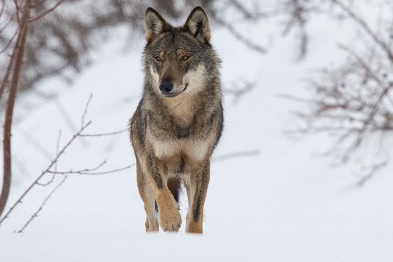 A Rosa Val e Os Apeninos lobo - Civitella Alfedena | Secret World Trip Planner