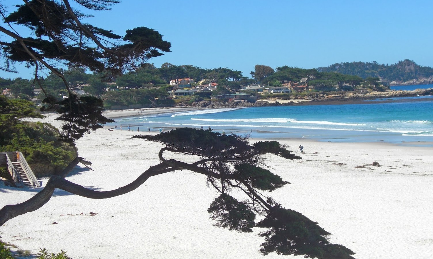 American Beauties | Carmel-by-the-Sea — Carmel-by-the-Sea