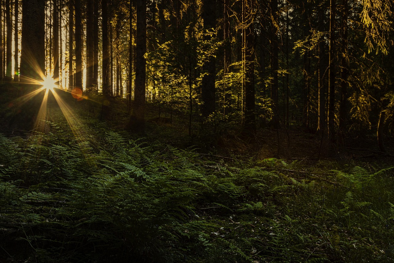 Schwarzwälder kirschtorte - Todtnau | Secret World Trip Planner
