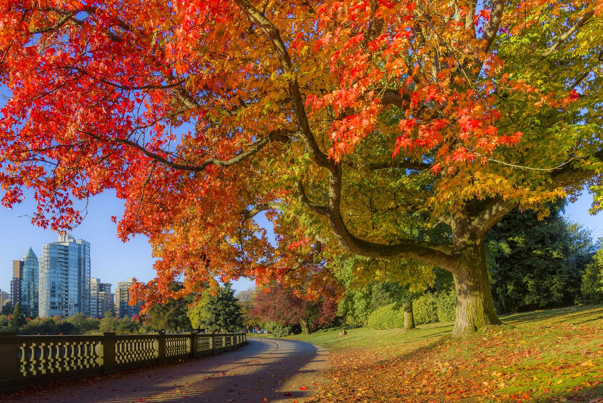 Le parc Stanley est l'attraction de Vancouver — Vancouver