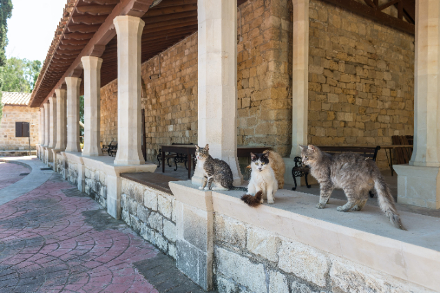 Holy Monastery of St Nicholas of the Cats - Akrotiri | Secret World Trip Planner