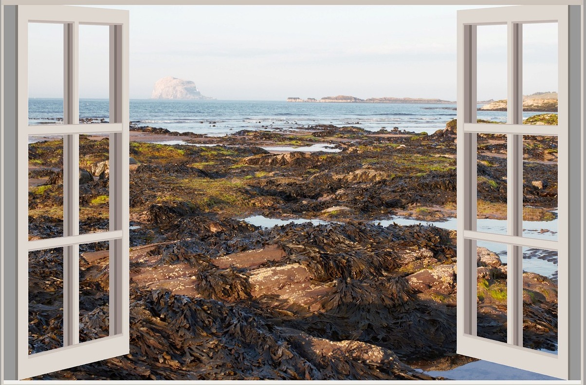 Ecosse : le Bass Rock, ou simplement la Bass - Bass Rock | Secret World Trip Planner