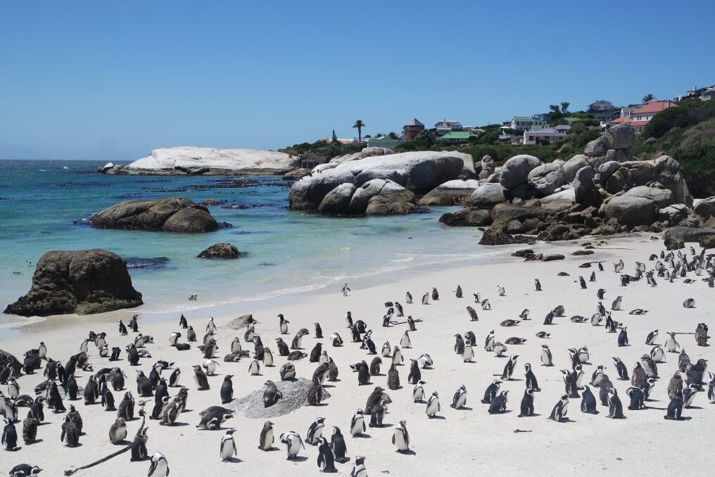  Boulders Beach shows off Cape Town's landscapes  — Cape Town