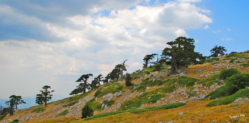 Le Jardin des Dieux et le Pin Loricate - 85030 | Secret World Trip Planner