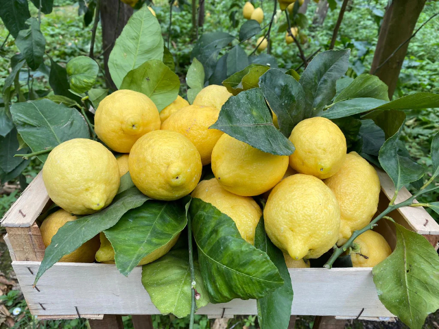 Limones de Ventimiglia - Ventimiglia | Secret World Trip Planner