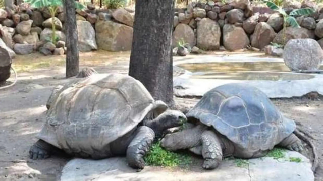 Parco zoologico Nehru - Hyderabad | Secret World Trip Planner