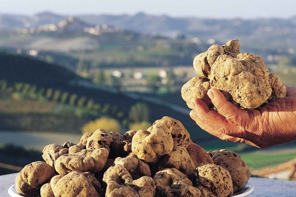 Toscane | Musée et centre de documentation sur la truffe - San Giovanni d'Asso | Secret World Trip Planner