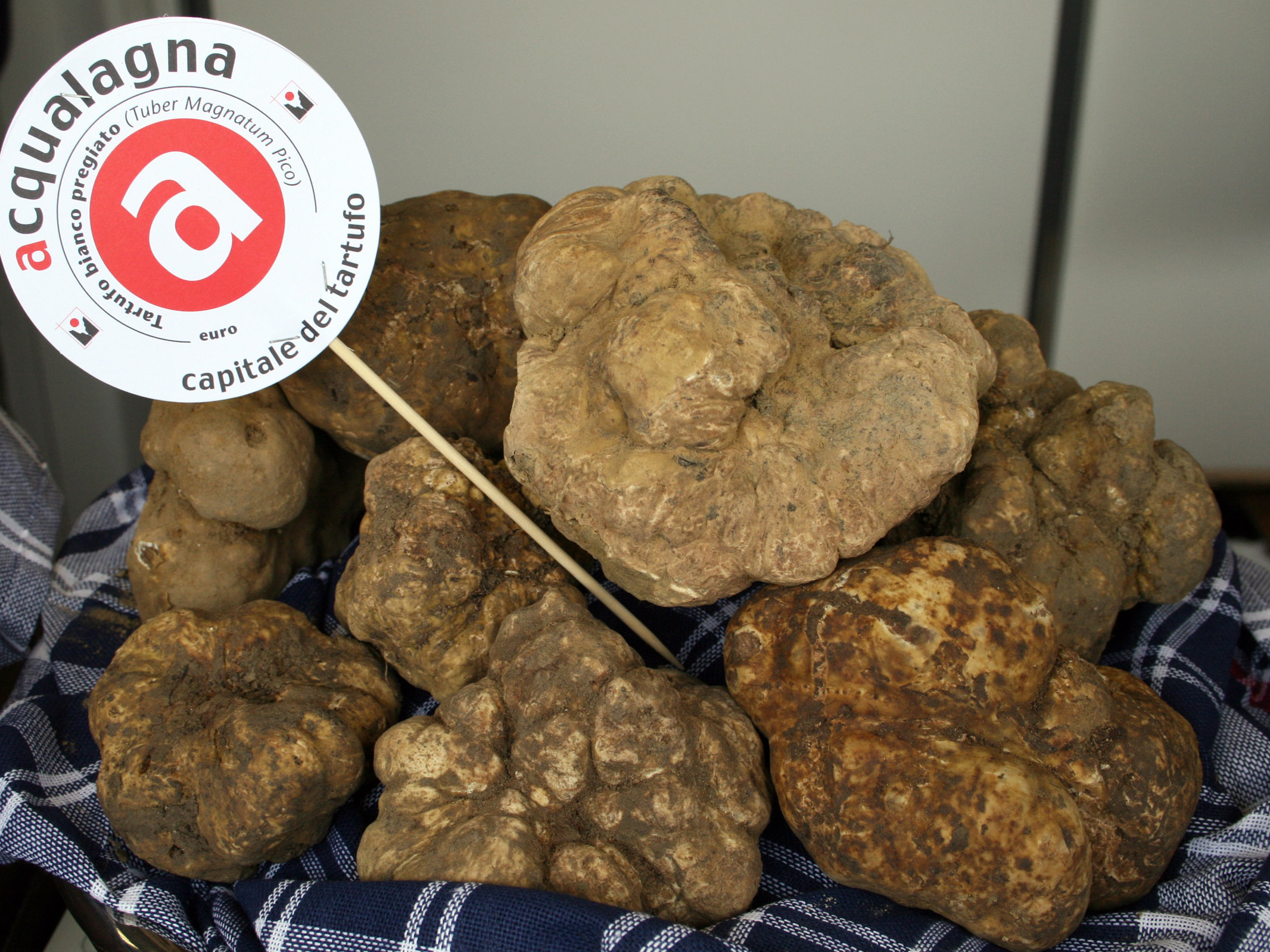Truffle Museum of Acqualagna - Acqualagna | Secret World Trip Planner