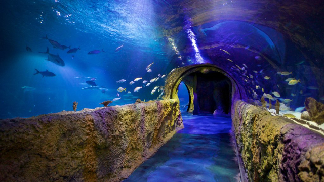 Aquarium SEA LIFE d'Orlando - Orlando | Secret World Trip Planner