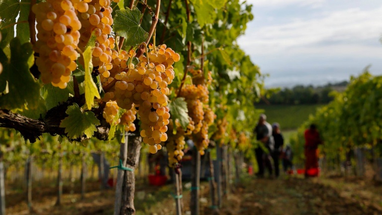 แวร์นาชเซีย ดิ ซานจิมิญญาโน - San Gimignano SI | Secret World Trip Planner