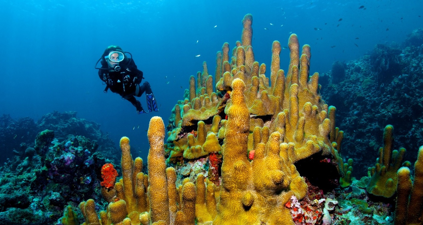 Anse Chastanet coral reef harbors