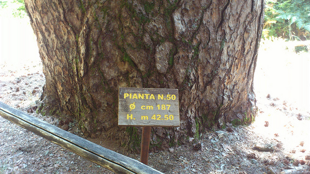 Die Giganten von Sila - Spezzano della Sila | Secret World Trip Planner