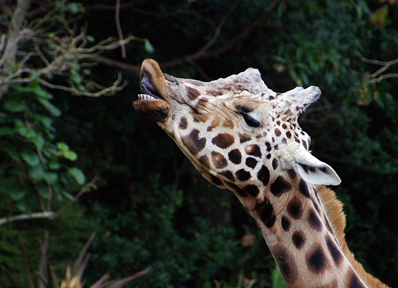 Zoo d'Auckland : la plus grande collection d'animaux indigènes - Auckland | Secret World Trip Planner