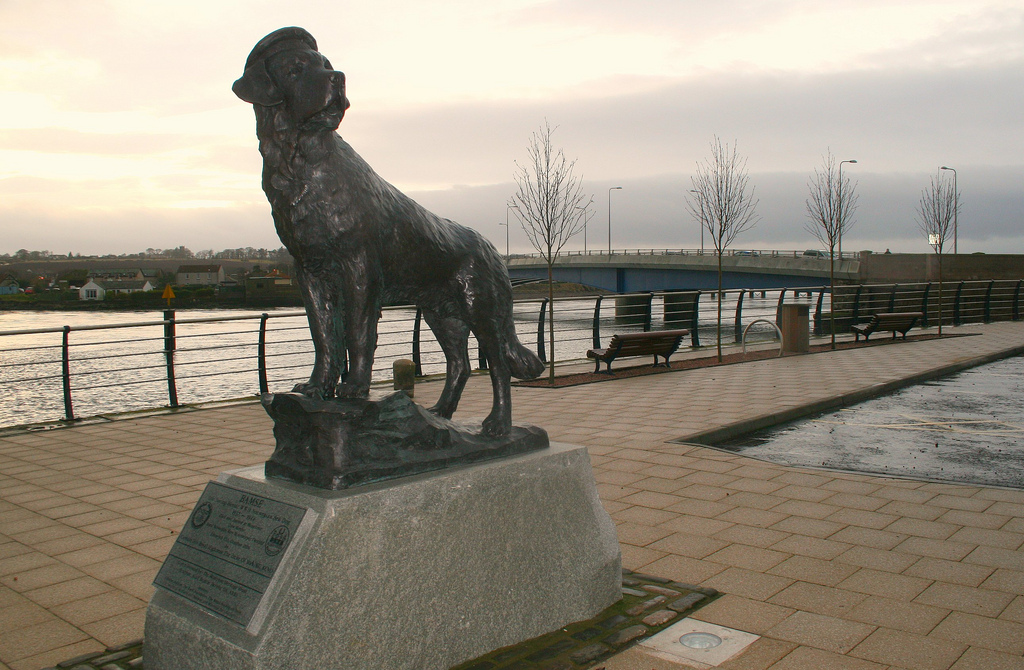 Bamse Dog Hero — Wharf St