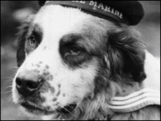 Bamse Dog Hero - Wharf St | Secret World Trip Planner