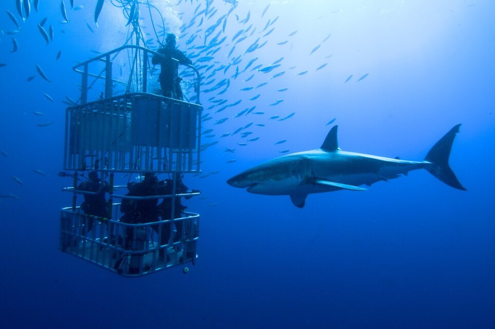 Plongée en cage avec les Grands requins blancs en Afrique du Sud — Gansbaai
