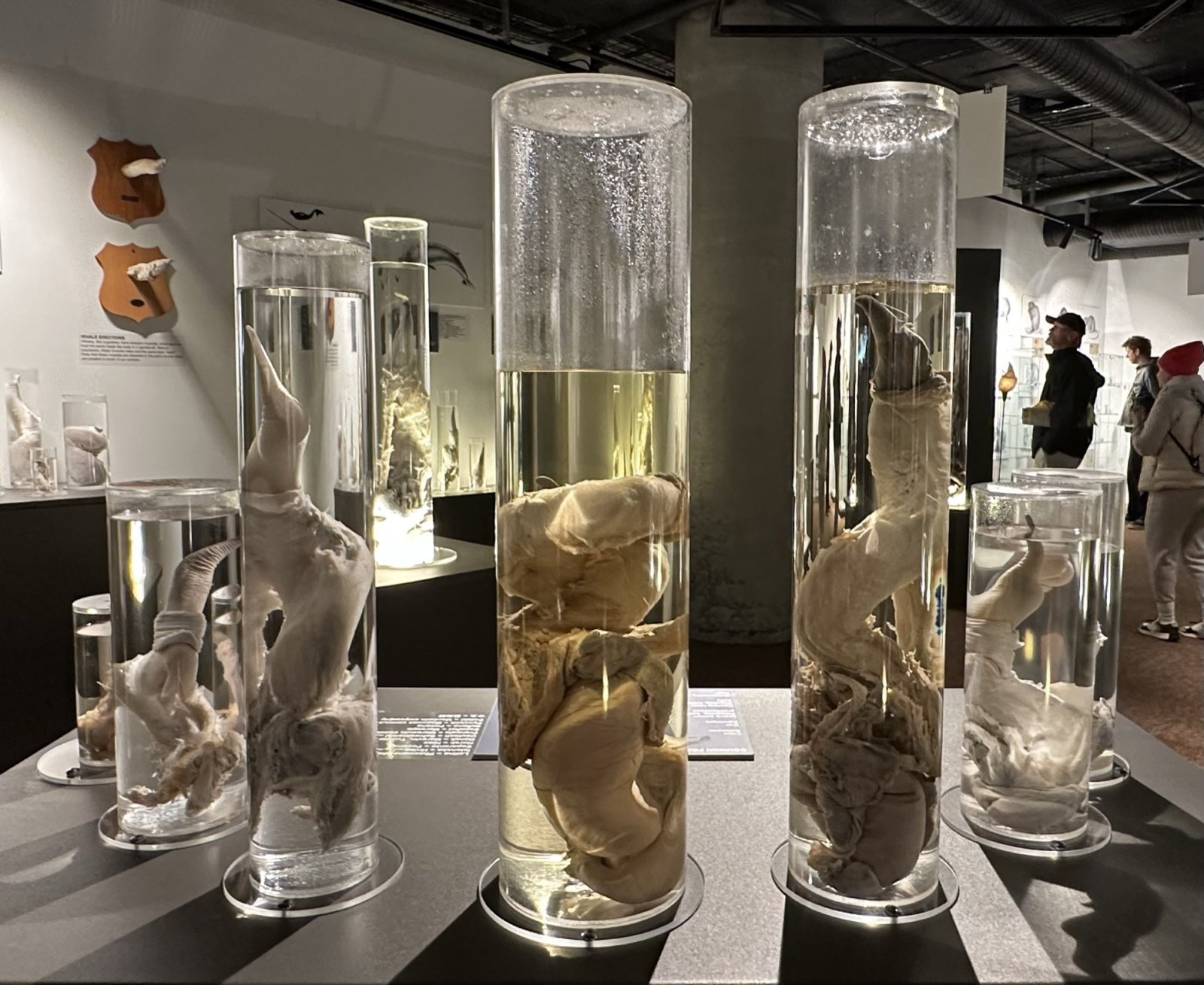 L'Islande et son musée de phallologie islandais unique en son genre - Reykjavík | Secret World Trip Planner