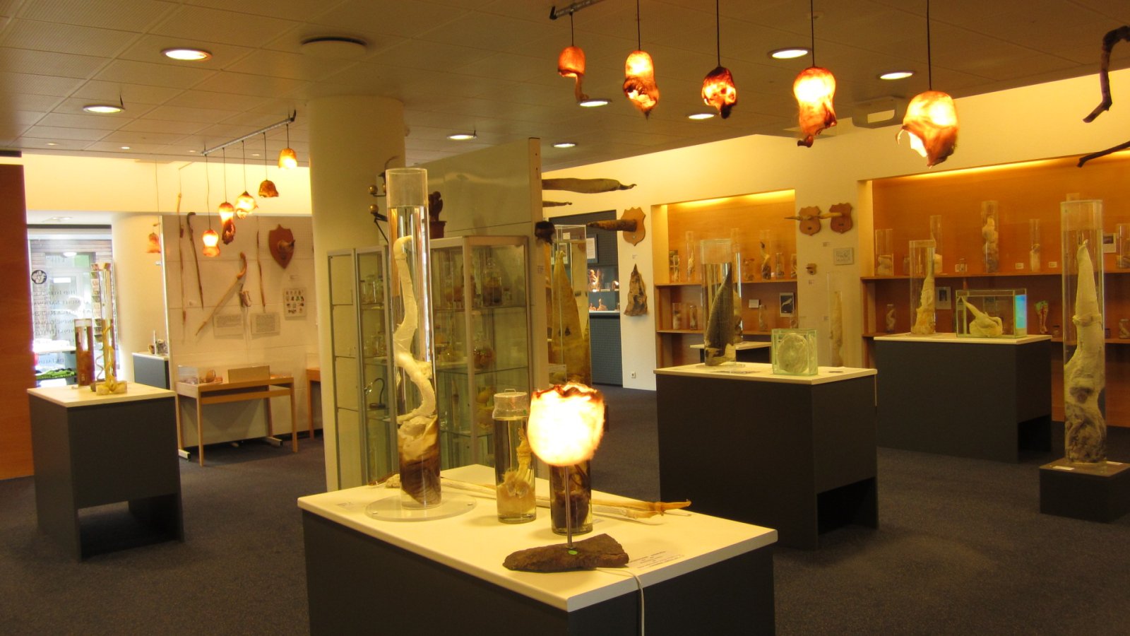 L'Islande et son musée de phallologie islandais unique en son genre - Reykjavík | Secret World Trip Planner