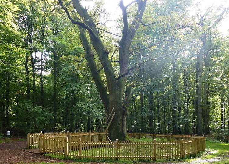 Bridegroom's Oak in Germany - Eutin | Secret World Trip Planner