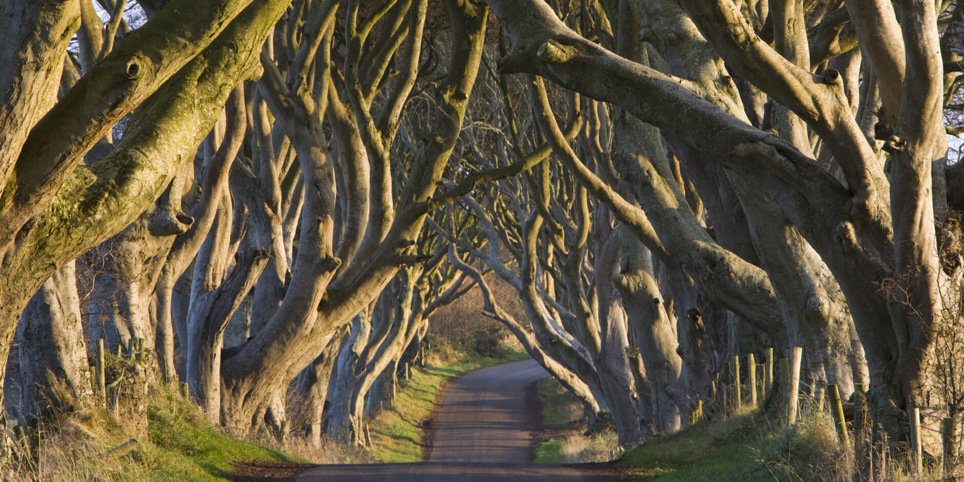 The Dark Hedges — Stranocum