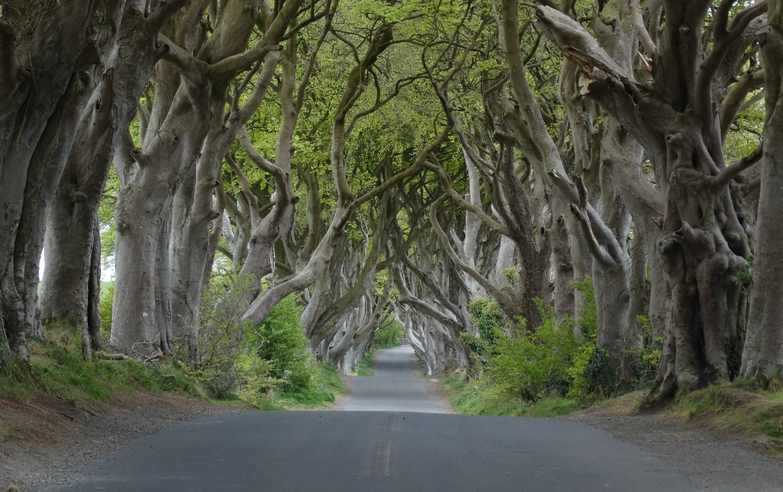 The Dark Hedges - Stranocum | Secret World Trip Planner