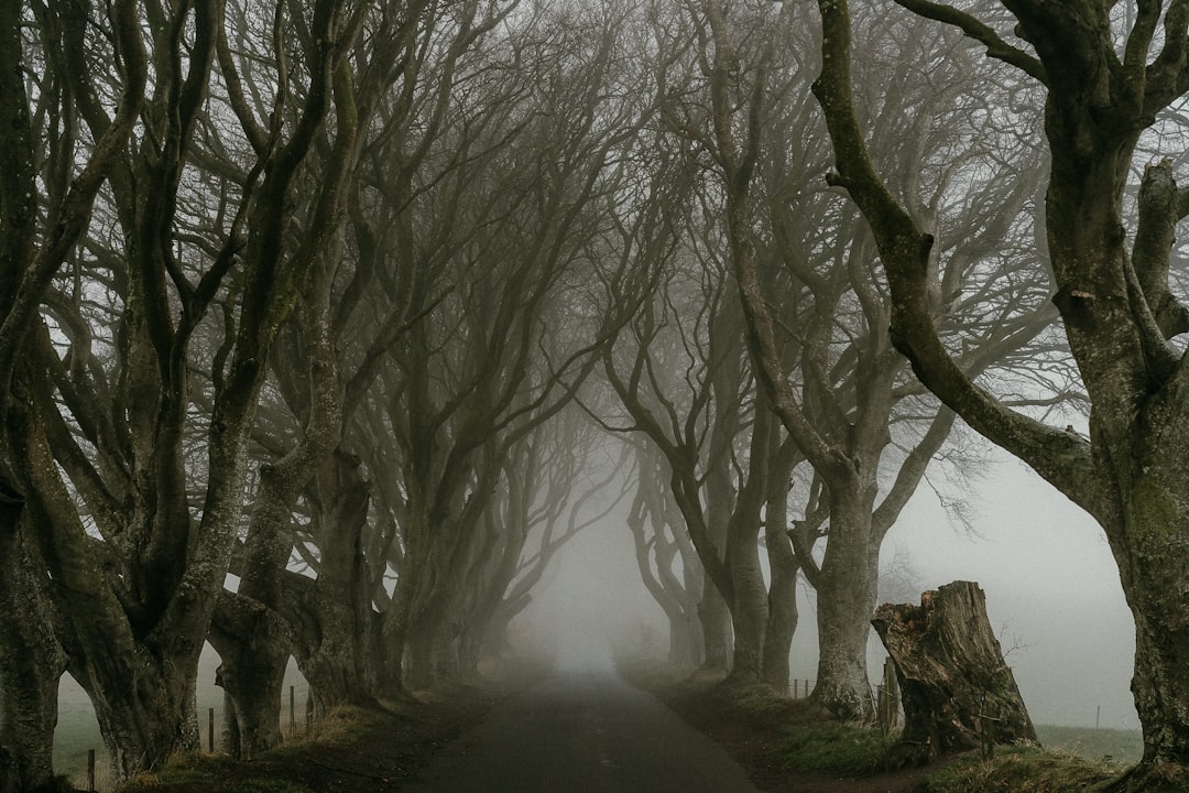 The Dark Hedges - Stranocum | Secret World Trip Planner
