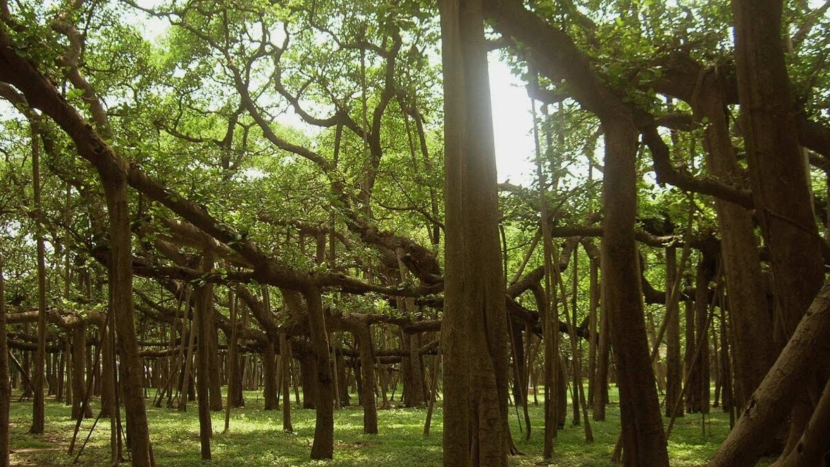 An Mór Banyan - Kolkata - Bengala Occidentale 711103 | Secret World Trip Planner