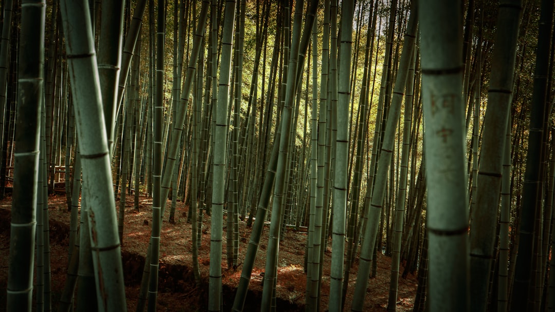 Sagano - La merveilleuse forêt de bambous - Kyoto | Secret World Trip Planner