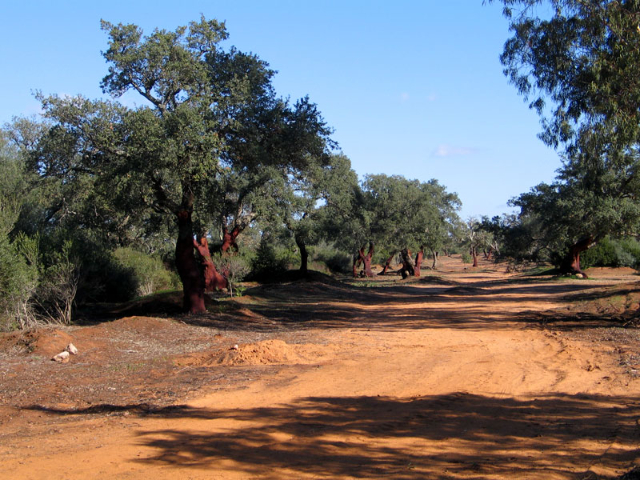 St. Peter's Wood - Bosco di Santo Pietro | Secret World Trip Planner