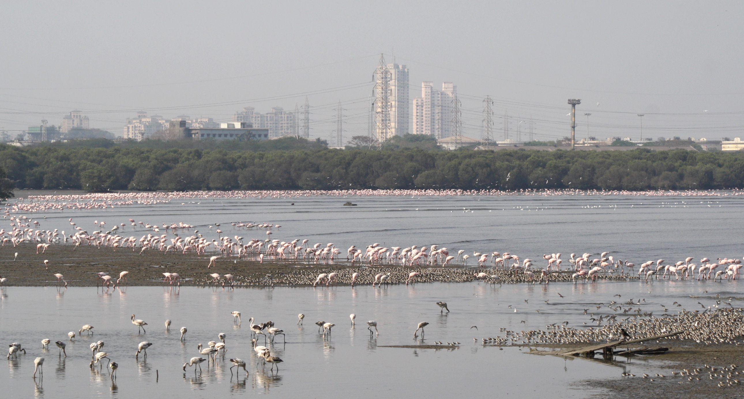 Sewri Jetty is a popular birdwatching haunt in Mumbai — Mumbai