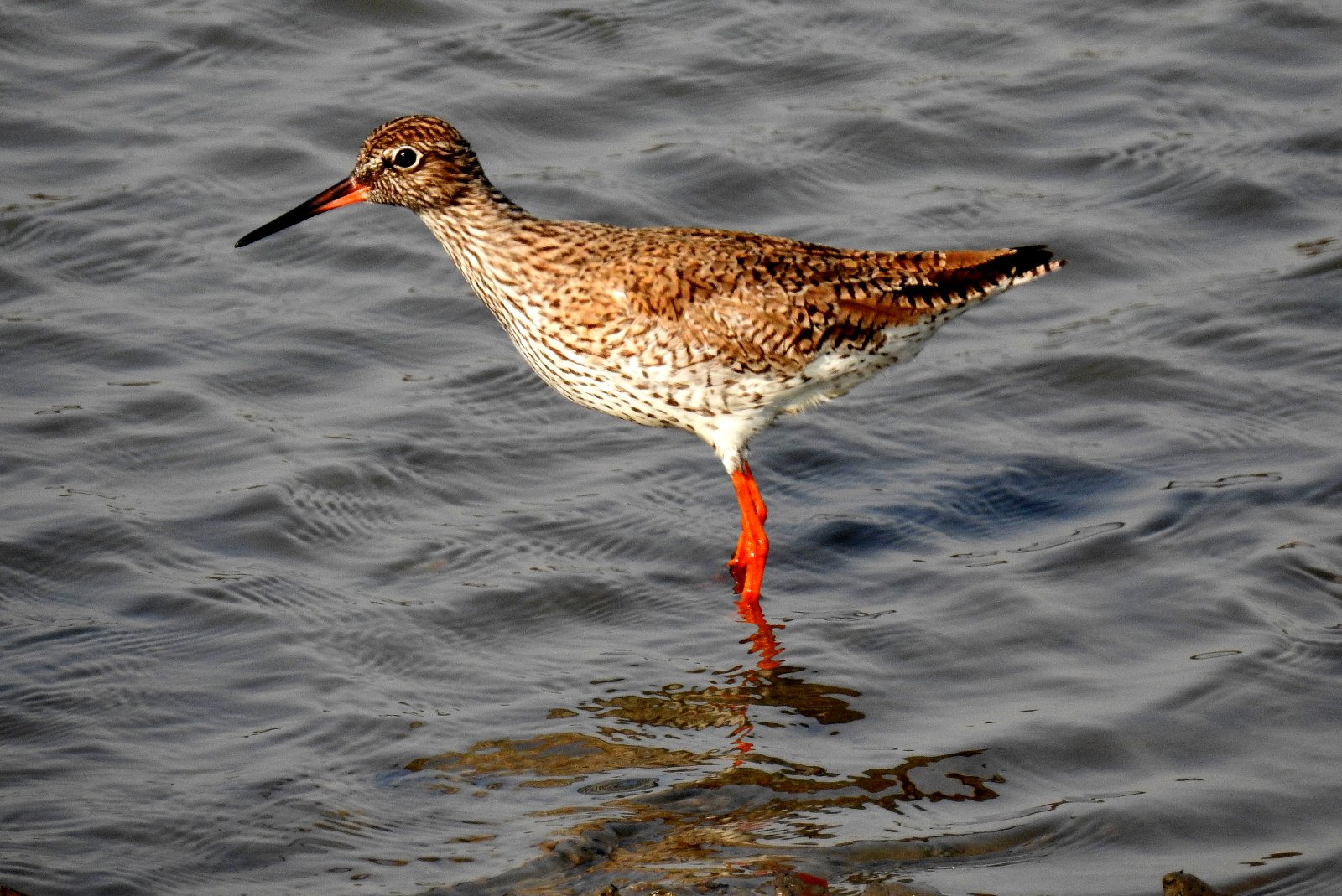 Sewri Jetty is a popular birdwatching haunt in Mumbai - Mumbai | Secret World Trip Planner