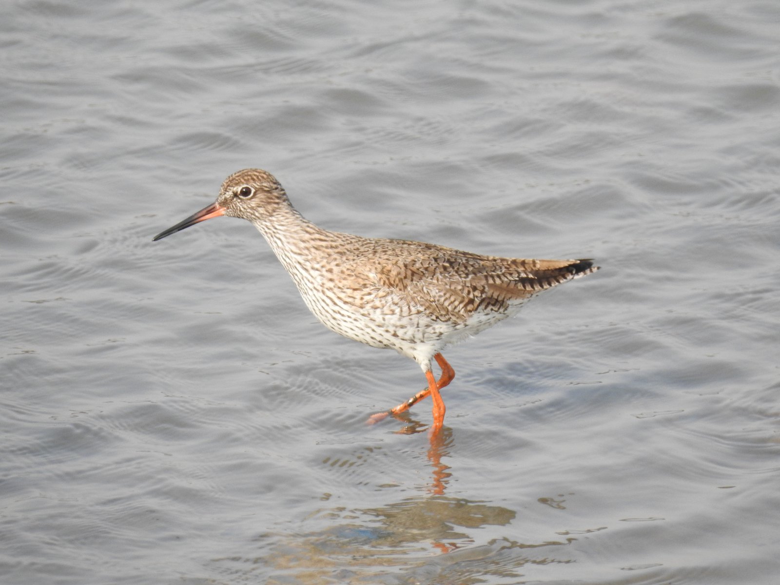 Sewri Jetty is a popular birdwatching haunt in Mumbai - Mumbai | Secret World Trip Planner