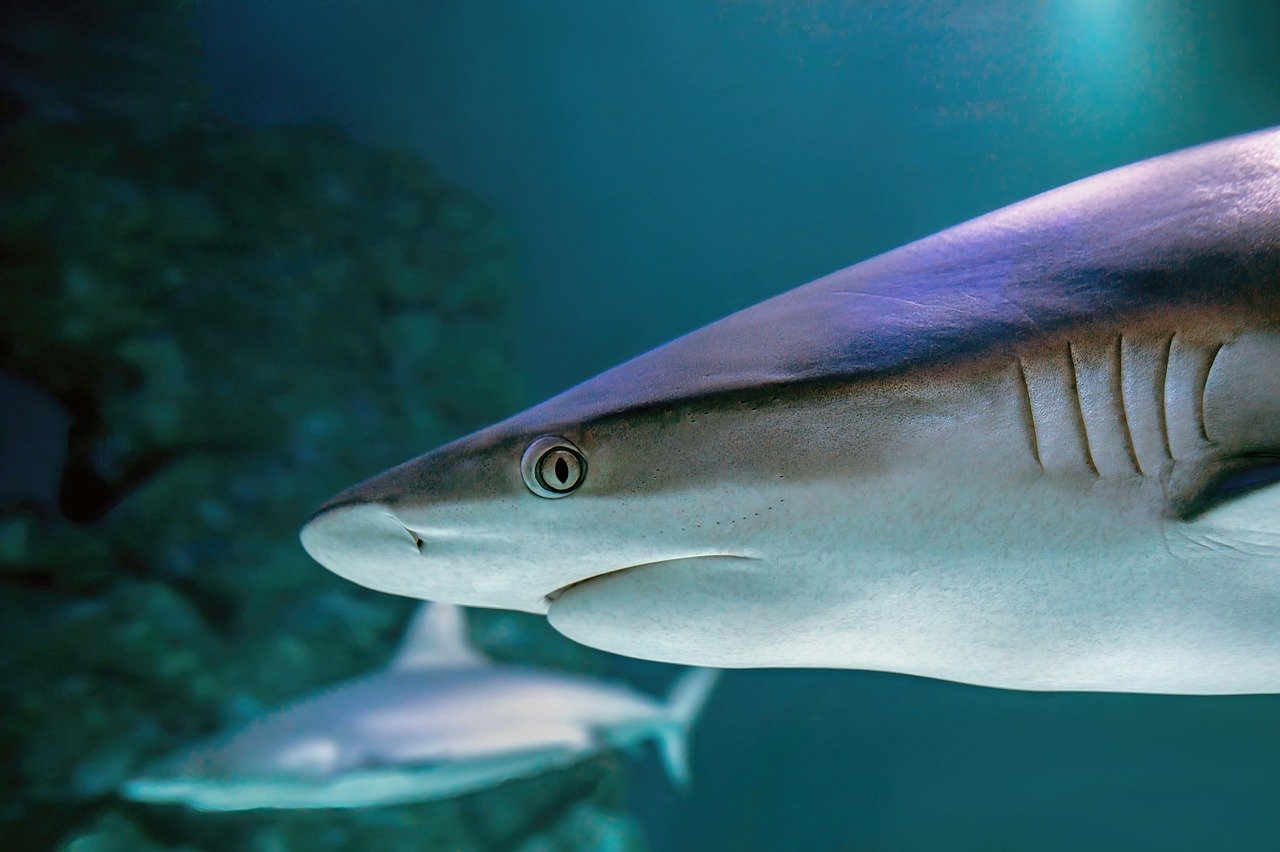 The Den Blaa Planet, Northern Europe's largest aquarium - Kastrup | Secret World Trip Planner