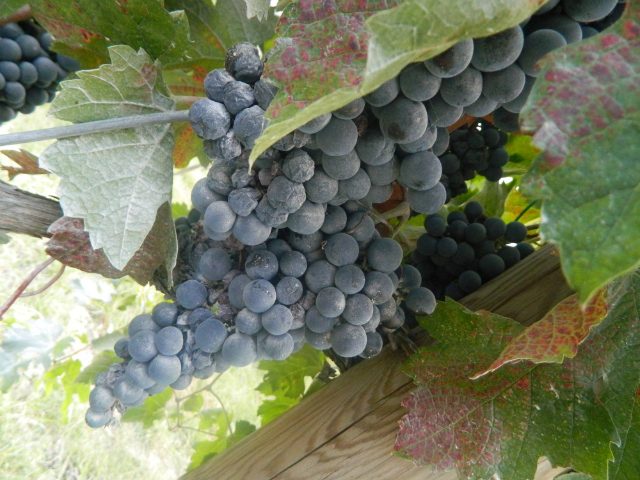 Legenda Sangiovese - Santarcangelo di Romagna | Secret World Trip Planner