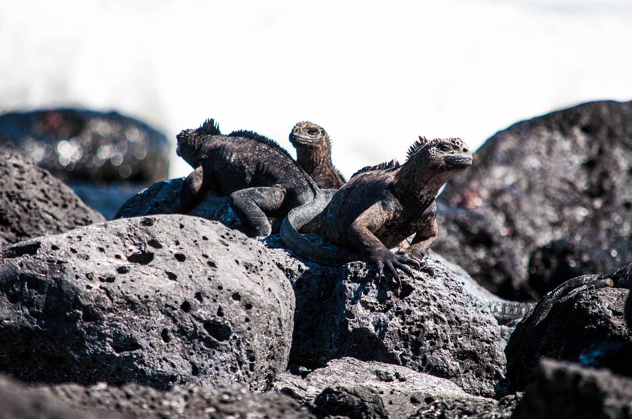 Rocas Bainbridge, a chain of volcanic cones off the Galapagos - Rocas Bainbridge | Secret World Trip Planner