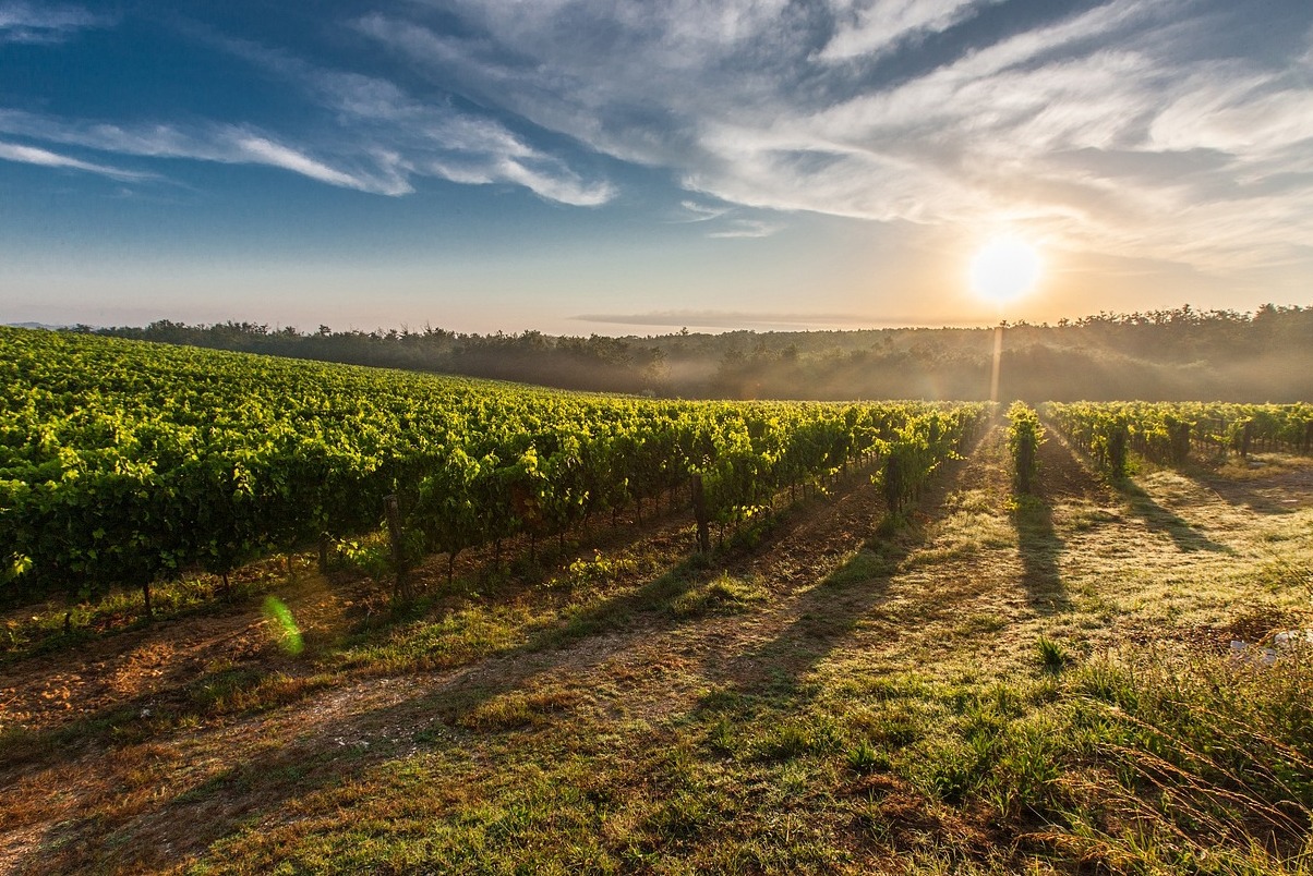 Beaulieu Vineyard - Napa | Secret World Trip Planner